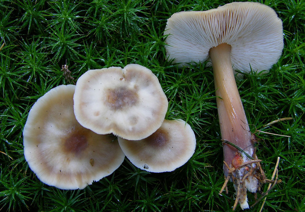 Svuotando l''archivio 2009...parte1